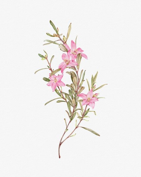 Introducing Crowea, the latest addition to our Native Birth Month series. 🌸 Also known as waxflower, it represents May and symbolises happy memories and new beginnings. I love working with muted greens and pinks, and I can imagine this piece in a cozy cottage, styled with wildflowers from the garden. Hope you love it as much as I do. Both art prints and the original drawing are available on my website. 💕 Crowea Flower, Birth Flower For May, May Birth Month Flower, Australian Icons, Asian Artwork, Floral Arch Wedding, Arch Wedding, Artwork Gifts, Birth Month Flower