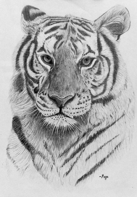 Tiger Art Drawing, Easy Pencil Drawings, Tiger Sketch, Realistic Animal Drawings, Tiger Drawing, Desen Realist, Pencil Drawings Of Animals, Easy Drawing Steps, Realistic Pencil Drawings