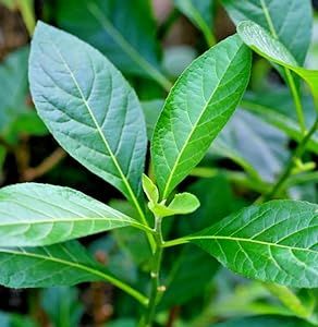 African Bitter Leaf Plant - 6-12" Tall Live Plant - 2.5" Pot - Edible Leaves - Nutrient Rich Herb - Vernonia Amygdalina Vernonia Amygdalina, Edible Leaves, African Herbs, Natural Recipes, Leaf Plant, Plant Pictures, West Africa, Natural Food, Live Plants