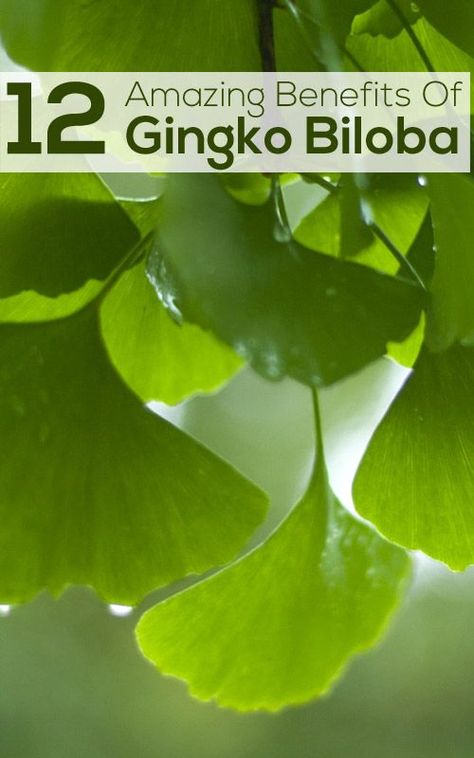 14 Ginkgo Biloba Benefits, Dosage, And Side Effects Check more at https://wavefitnessstyle.com/?p=6406 Ginkgo Biloba Benefits, Excellent Health, Ginko Biloba, Gingko Biloba, Lemon Benefits, Coconut Health Benefits, Improve Heart Health, Benefits Of Coconut Oil, Types Of Tea