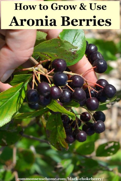 With an ORAC value of 16,062, chokeberries have roughly four times the antioxidant capacity of blueberries. They even beat out elderberries impressive ORAC value of 14,697. Once established, they're easy to care for, and will provide fruit for many years to come. We'll share what you need to know to grow this nutritional powerhouse, plus how to take the choke out of your chokeberries. Black Chokeberry, Aronia Melanocarpa, Aronia Berries, Annual Garden, Gardening Vegetables, Berry Plants, Organic Gardening Tips, Nature Garden, Sweet Tarts