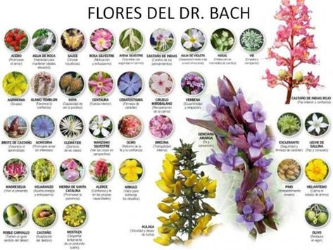 Flores de Bach para adelgazar y para la ansiedad - ViviendoSanos.com Bach Flowers, Bach Flower Remedies, Flower Remedy, Flower Drawing Tutorials, Flower Essences, Rain Garden, Wild Rose, Medicinal Plants, Flower Cards