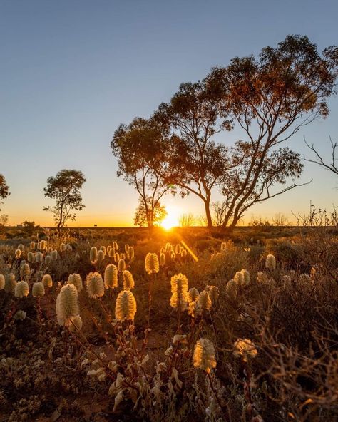 Good evening beautiful Australian Bushland. 🍃 . These are all limited editions, printed and framed in Sydney, Australia. Australian Sunset, Australia Outback, Rural Photography, Gibb River Road, Australia Landscape, Australian Photography, Rainbow Serpent, Mud House, Large Door