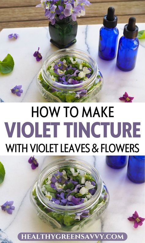 Make some useful homemade medicine with those abundant wild violets! Both the leaves and the flowers contain medicinal compounds that you can preserve with this simple tincture recipe. Find out what you need to know about making your own  wild violet tincture. | herbal medicine | herbalism | medicinal plants | wild violet tincture recipe | Stinging Nettle Tincture Benefits, Cilantro Tincture, Violet Tincture, Herbalist Remedies, Tincture Recipes, Apothecary Recipes, Herbal Crafts, Nettle Tincture, Spring Foraging