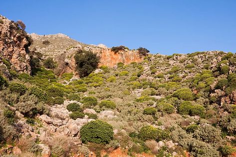 The Different Types Of Shrubland Biomes Across The World - WorldAtlas Mediterranean Forest, Greece Crete, Conservation Of Natural Resources, Baja California Mexico, Landscape Concept, California Coastal, Crete Greece, Biome, Rose Bush