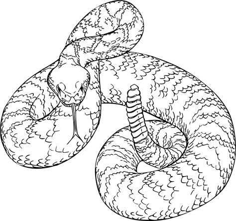 Free Image on Pixabay - Animal, Diamondback, Nature Snake Pictures, Rattlesnake Rattle, Rattlesnake Tattoo, Snake Coloring Pages, Pictures To Color, Snake Drawing, Cute Snake, Snake Art, Coloring Pages To Print