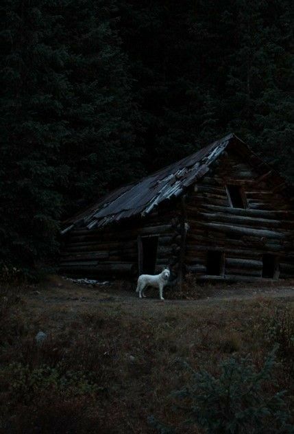 Dark Naturalism, Half Elf, Oc Stuff, Dark Cottagecore, Jacob Black, Dark Photography, Dragon Age, Dark Forest, Nature Aesthetic