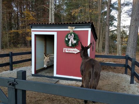 Run in shed Donkey Paddock Ideas, Donkey House Ideas, Donkey Pen Ideas, Miniature Donkey Shelter, Petting Zoo Ideas, Donkey Stable, Donkey Pen, Donkey House, Donkey Shelter