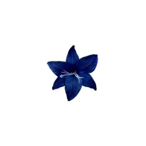 Flower App Icon, Blue Flower Png, Image Bleu, Flower App, Dark Blue Flowers, Photo Widget, Wallpaper Macbook, Black Png, Blue Aura