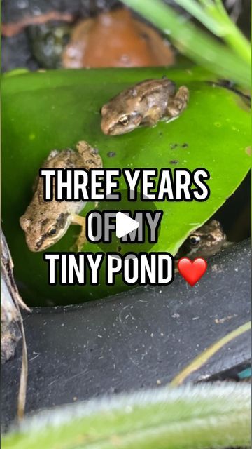 Pond Indoor, Waterfall Indoor, Tiny Pond, Pond Ecosystem, Pond Video, Pond Lighting, Outdoor Fish Ponds, Pond Rocks, Fish Ponds Backyard