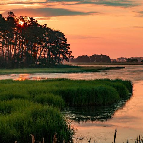 Kya Clark Where The Crawdads Sing, Kya Clark, Assateague Island National Seashore, Where The Crawdads Sing, Chincoteague Island, Forest And Wildlife, Koh Chang, Mackinac Island, Bob Ross