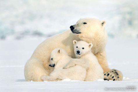 Snow Bears es el encantador cuento real de cachorros de osos polares y su madre en un viaje de 400 millas desde su guarida de nacimiento en Svalbard hasta el grupo de hielo que rodea el polo norte. Bear With Cubs, Bear Species, Snow Bear, Alaska Wildlife, Baby Polar Bears, Bear Photos, Arctic Animals, Bear Cubs, Polar Bears