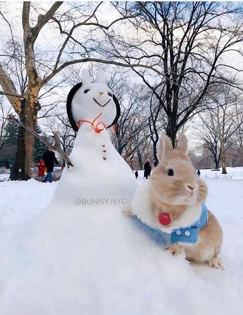 30 cute bunny pictures you have to see today Funny Cute Animals, Cute Animals Pictures, Lionhead Bunny, Sleeping Bunny, Bunny Images, Cute Bunny Pictures, Snow Bunny, Rabbit Gifts