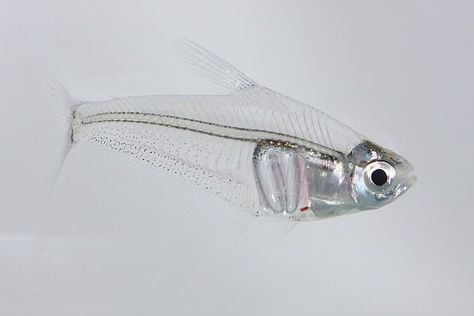 @archillect : https://t.co/uyV6wCpASh Guppy Aquarium, Aquarium Animals, Transparent Fish, Tetra Fish, Aquascape Aquarium, Freshwater Aquarium Fish, Trash Art, River Fishing, Exotic Fish