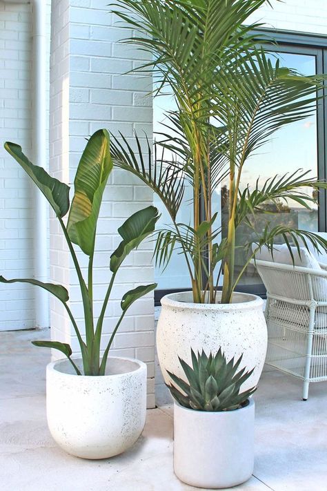 Pot Plants Pool Area, Patio Plant Pot Ideas, Outdoor Pot Plant Styling, Decor Pots & Planters, Pot Plants Around Pool, Backyard Plants In Pots, Pool Area Plants In Pots, Pot Plants On Deck, Plants Outdoor Potted