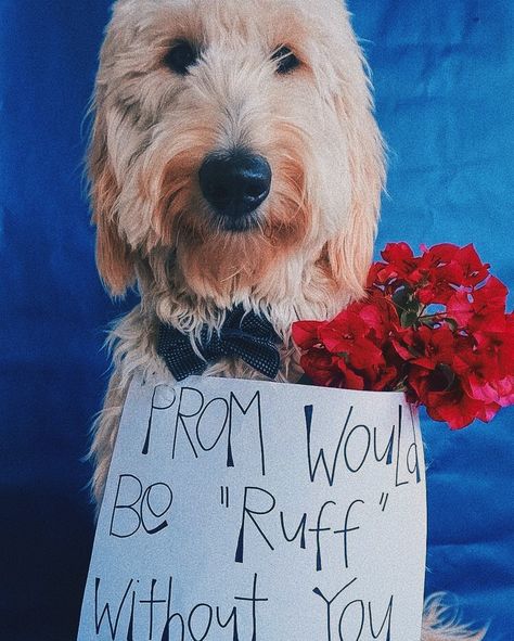 Proposal Ideas With Dogs, Prom Asks, Prom Proposal Ideas, Prom Posals, Cute Promposals, Dance Proposals, Prom Pictures Group, Promposal Ideas, Funny Prom