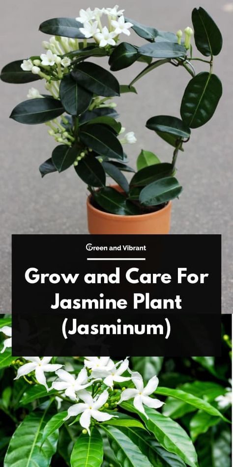 Grow and Care For Jasmine Plant (Jasminum) | Trees.com Jasmine Houseplant, Potted Jasmine, Jasmine Plant Indoor, Echeveria Care, Plants Vines, Orange Jasmine, Patio Trees, Indoor Flowering Plants, Jasmine Plant