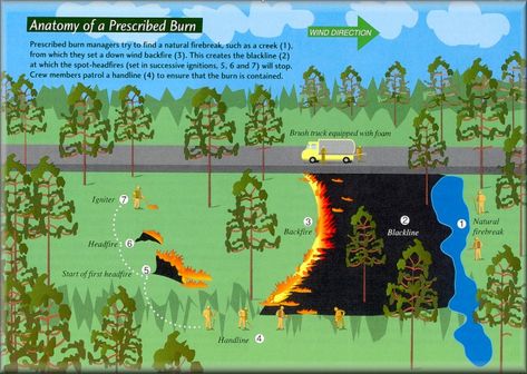 Keystone Species, Forest Ecosystem, Wildland Fire, Wind Direction, Landscape Construction, Fire Prevention, Wild Food, Forest Fire, Environmental Science