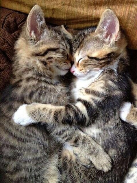 Two Cats Together, Cats Together, Two Cats, Cats Love, Love Each Other, Sleep