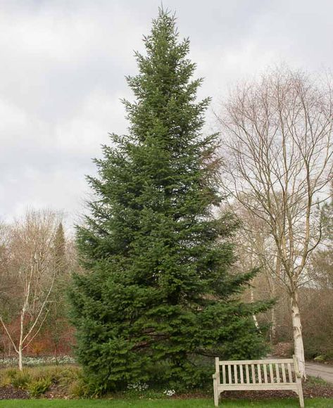 One of the tallest firs in the world, Abies grandis (Grand Fir) is a large evergreen conifer of narrow, conical habit becoming round-topped or straggly with age. Its spreading and drooping branches are densely clad with sharp-tipped needles, shiny dark green above with two silver bands beneath. The needles are arranged in 2 distinct, flattened rows. They exude an orange aroma when crushed. Usually very resinous, the seed cones, up to 4 in. long (10 cm), are light-green or purple-tinged when youn Abies Koreana, Grand Fir, Flowering Cherry Tree, Silver Bands, Eastern Oregon, Specimen Trees, Balsam Fir, Growing Roses, How To Attract Birds