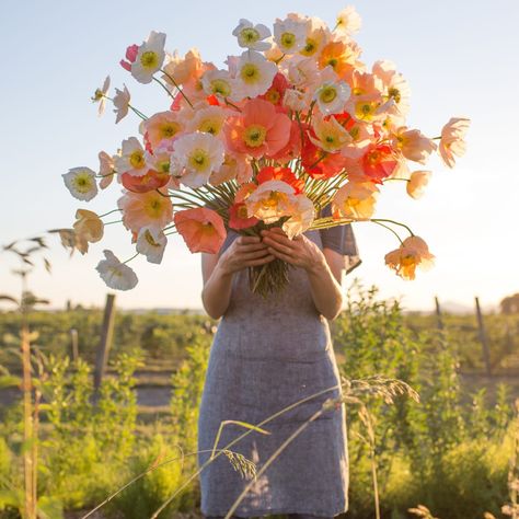 Earlier this week, I shared a newly expanded list of my top DO’s and DON’Ts when it comes to starting seeds. Today I thought I’d highlight a few of my favorite hardy annual flowers that can be sown early inside to get a jump start on the growing season. Among the many other benefits of transplanting plants … Iceland Poppies, Transplanting Plants, Growing Poppies, Icelandic Poppies, Flower Farmer, Cut Flower Garden, Annual Flowers, Welcome Spring, Gardening Supplies