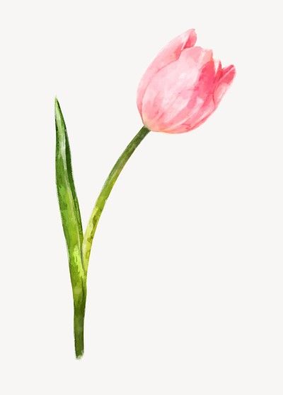 Watercolor pink tulip, flower collage | Premium PSD - rawpixel Pink Tulip Watercolor, Tulip Watercolor, Tulips Watercolor, Girl Paintings, Tulip Drawing, Flower Tulip, Watercolor Tulips, Print Outs, Flower Collage