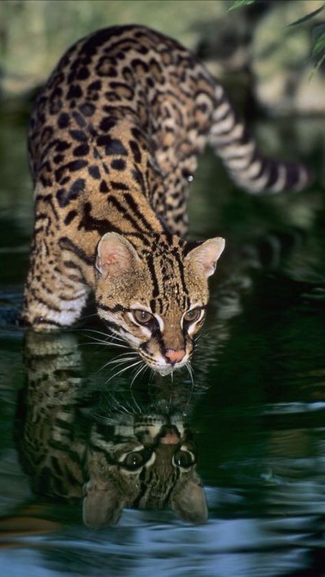 Serval Cats, Sand Cat, Spotted Cat, Clouded Leopard, Leopard Cat, Exotic Cats, Domestic Cat, Large Cats, Big Cat