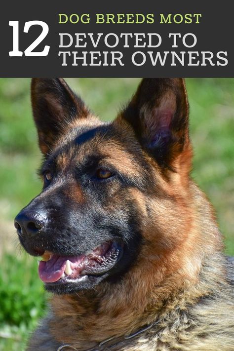 All dog are loyal, but these breeds are especially devoted to their humans. Loyal Dog Breeds, Selective Breeding, Common Thread, Companion Dog, Guide Dog, Lap Dogs, Shetland Sheepdog, Sporting Dogs, Guard Dogs