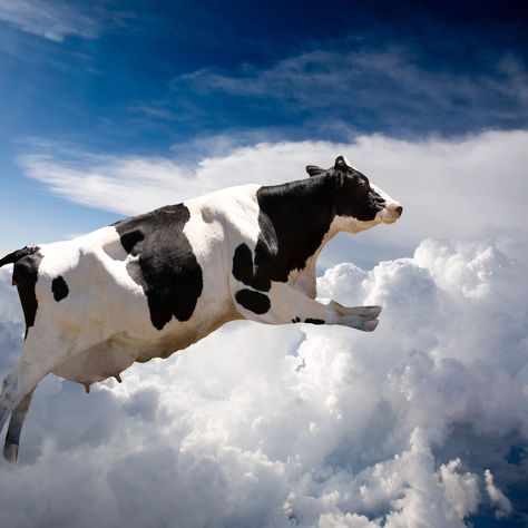 400 flying cows cause plane to make an emergency landing Super Cow, Removable Wall Art, Boy Girl Room, Wall Stickers 3d, Cows Funny, Falling From The Sky, Kids Wall Decals, Holy Cow, Colorful Animals