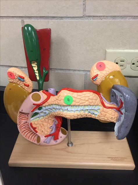 Endocrine - Anatomy Model - #4 Pancreas, #5 Adrenals. Digestive System Model, Nurse Study, Basic Anatomy, Basic Anatomy And Physiology, Nurse Study Notes, Anatomy Models, Visual Schedule, Human Anatomy And Physiology, Architecture Concept Drawings