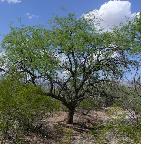 Mesquite tree (Spanish origin) Best Shade Trees, Mesquite Tree, Desert Trees, Mesquite Wood, Tree Sap, Butterfly Plants, Food Forest, Shade Trees, Plant List