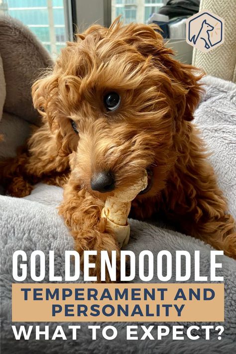 F2 Mini Goldendoodle, Medium Golden Doodle Full Grown, F1b Goldendoodle Mini, Short Goldendoodle Haircut Teddy Bears, Mini Goldendoodle Puppy Haircut, Teacup Goldendoodle Full Grown, Golden Doodle Care, Groodle Full Grown, F1bb Goldendoodle Mini