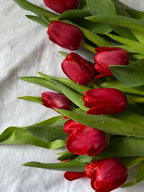 Red Tulips .Tulips Aesthetics Tulips Pictures, Redwallpaper Aesthetic, Tulip Flower Pictures, Rain Lily, Architecture Wallpaper, Boquette Flowers, Blue Tulips, Plant Therapy, White Tulips