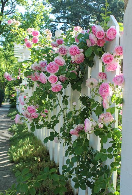 Some beautiful flower photos on her blog. Landscaping With Roses, Eden Rose, Picket Fences, نباتات منزلية, Cottage Garden Design, Garden Types, White Picket Fence, Have Inspiration, Cottage Gardens