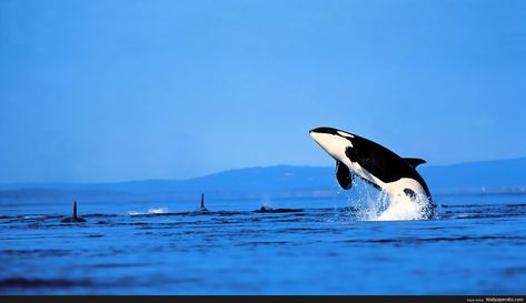 Orca Wallpaper Hd - http://wallpapersko.com/orca-wallpaper-hd.html  HD Wallpapers Download Orca Wallpaper, Sea Glass Window, Boat Wallpaper, Orca Whales, Most Beautiful Animals, Killer Whale, Beach Wallpaper, Whale Shark, Killer Whales