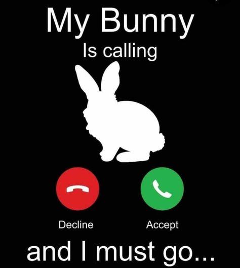 Rabbit Quotes Funny, Rabbit Quotes, Crazy Bunny Lady, Rabbit Habitat, Bunny Quotes, Unique Rabbit, Bunny Lady, Pet Bunny Rabbits, Rabbit Life