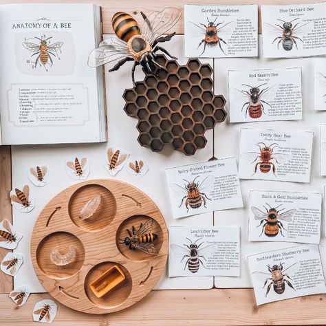 Homeschool Diaries : Bee Unit (+ free printable) / Mainly Marta :: A Motherhood + Lifestyle Blog Honey Bee Drawing, Waldorf Learning, Prek Learning, Bee Activities, School Diary, Bee Book, Bee Drawing, Motherhood Lifestyle, Nature School