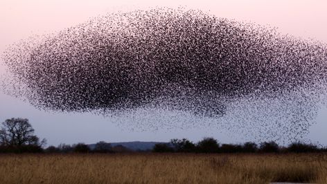 Keeping Bees, Female Lion, Bee Swarm, Backyard Beekeeping, Types Of Insects, Great Grey Owl, Image Nature, Flock Of Birds, Gray Owl