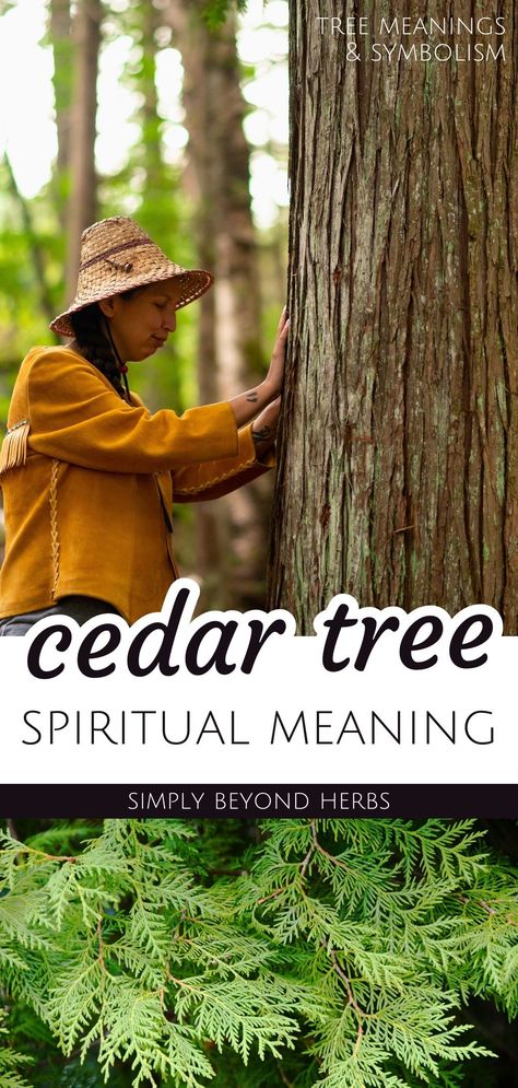 The cedar tree spiritual meaning is a testament to the enduring power and grace of trees in Tree Meanings & Tree Symbolism. Revered across various cultures, cedar trees symbolize spiritual strength, eternal life, and a bridge between the divine and the earthly. This exploration sheds light on their significance in religious texts and ancient lore, celebrating their sacred role in symbolism and history. Find more tree symbolism, plant meanings, and spiritual insights at simplybeyondherbs.com Tree Symbolism, Plant Symbolism, Plant Spirits, Plant Meanings, Tree Meanings, Biblical Stories, Dry Tree, Cedar Tree, Sacred Spaces