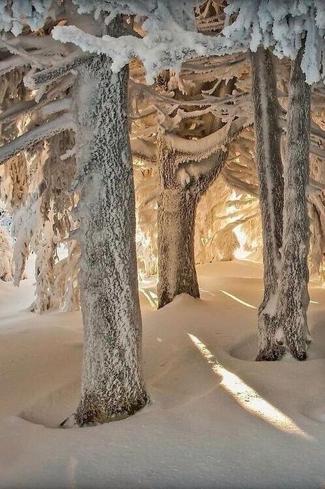 Snowy forest December Night, Cold December, Era Victoria, Pine Boughs, Walking In A Winter Wonderland, I Love Snow, Snow Forest, Beautiful Snow, Beauty Of Winter