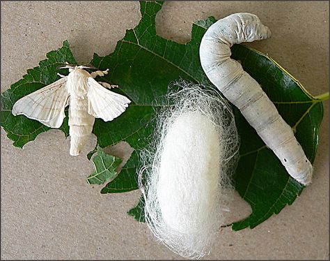 Silkmoth, cocoon, silkworm Silkworm Moth, Bombyx Mori, Mulberry Leaves, Silkworm Cocoon, Mulberry Leaf, Mulberry Tree, Textile Artists, 귀여운 동물, Animal Illustration