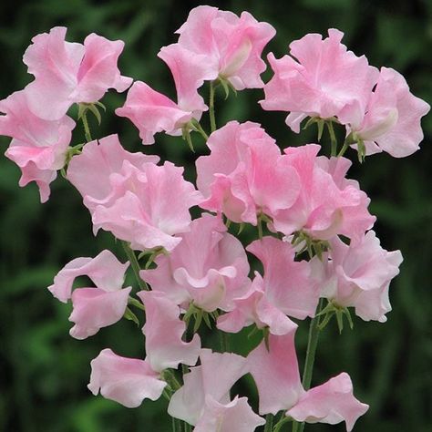 Pink Sweet Pea Flowers, Sweet Pea Seeds, Sweet Pea Flowers, Pink Sweat, Cut Flower Garden, Vegetable Seeds, Nothing But Flowers, Nature Artwork, Sweet Peas