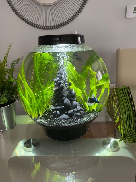 Aquarium 
Fish tank
Aquascape Biorb Aquarium Ideas, Fishbowl Aquascape, Beta Fish Bowl Ideas, Fish Ecosystem, Biorb Fish Tank, Cool Fish Tank Decorations, Water Terrarium, Fish Pond Gardens, Fish Tank Terrarium