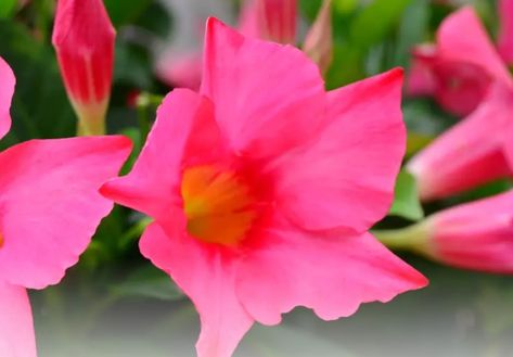 ►► FREE Rio Dipladenia Flowering Annual from Home Depot - $6.98 Value ►► #Dipladenia, #Flower, #Free, #FreeAfterRebate, #FREEbate, #Freebie, #Freebies, #HomeDepot, #Love, #Sample ►► Freebie Depot Free Birthday Food, Free Sample Boxes, Drought Tolerant Shrubs, Maui Activities, Free Samples By Mail, Buffalo Wild Wings, Birthday Freebies, Sample Box, Baskin Robbins