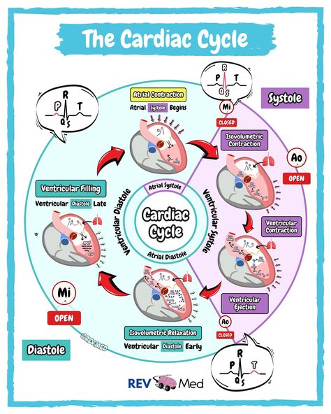 Cardiologist brought a ladder to work because they heard the cardiac cycle had lots of up’s and down’s 🫀😅 notes can be found below ⤵️ 🟣 We have some great videos that will be available in our subscriber area on Instagram 👉🏼 @rev.med ✅ Overview The cardiac cycle is the series of events in a heartbeat, where the heart contracts (systole) and relaxes (diastole) to pump blood. It starts with the atria and ventricles relaxed, allowing blood to flow into the heart. The mitral and tricuspid val... Blood Flow Through The Heart Mnemonic, Nurse Charting, Zoology Notes, Heart Chambers, Charting For Nurses, Cardiac Sonography, Cardiac Cycle, Nurse Study, Anatomy Medical