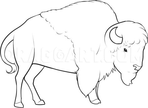 How To Draw A Bison, Step by Step, Drawing Guide, by Dawn | dragoart.com Native American Drawing, Buffalo Painting, Buffalo Animal, Bison Art, Buffalo Art, Drawing Heads, Drawing Tutorial Easy, Guided Drawing, White Buffalo