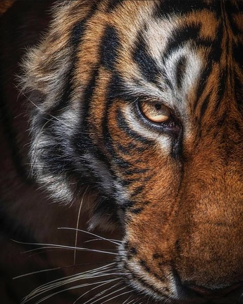 Tiger Profile, Tigre Y Dragon, Big Cat Species, Eyes Animal, Tiger Roaring, Tiger Jewelry, Tiger Images, Tiger Artwork, Tiger Pictures