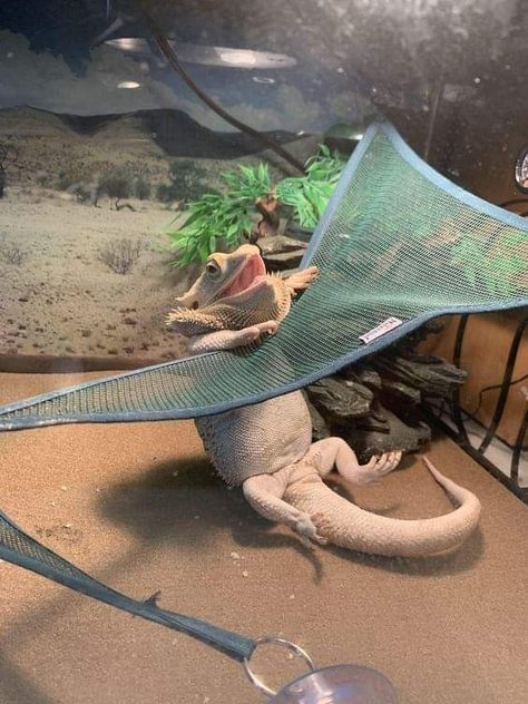 Bearded Dragon Hammock, Cute Lizards, Bearded Dragon Diy, Dragon Terrarium, Bearded Dragon Funny, Funny Lizards, Dragon Pet, Bearded Dragon Enclosure, Bearded Dragon Terrarium