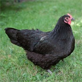 Australorp Chicken Australorp Chickens, Chicken Breeds For Eggs, Different Breeds Of Chickens, Australorp Chicken, Black Australorp, Chicken Incubator, Buff Orpington, Easter Eggers, Egg Laying Chickens