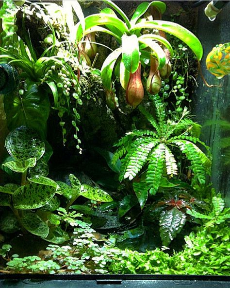 12x12x18 exo terra galactonotus dart frog vivarium bromeliad moss carnivorous plant monsoon solo Exo Terra Paludarium, Dart Frogs Vivarium, Dart Frog Enclosure, Lizard Vivarium, Rainforest Vivarium, Frog Paludarium, Carnivorous Terrarium, Paludarium Vivarium, Dart Frog Terrarium